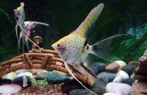 神仙魚 混養|七彩神仙魚：健康及混養原則